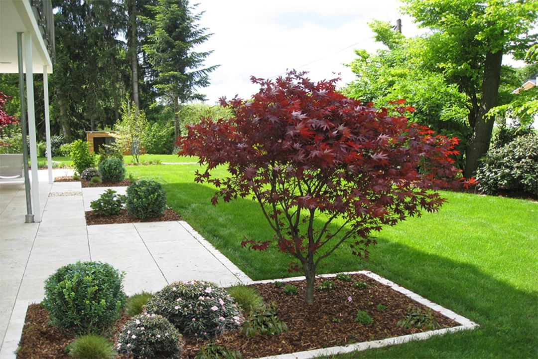 Gartengestaltung mit Terrasse Ahorn rot