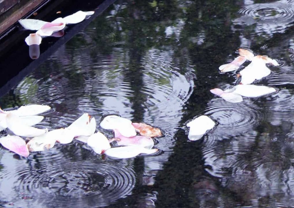 Magnolienblätter Wasserbecken