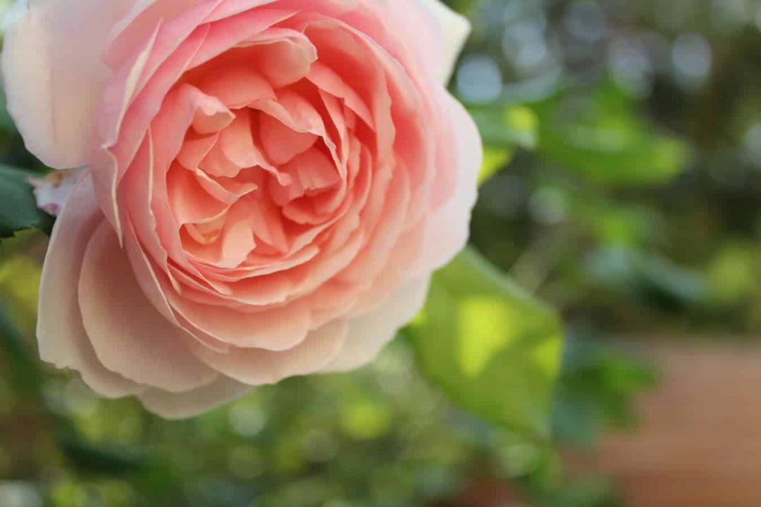 rosa-heritage